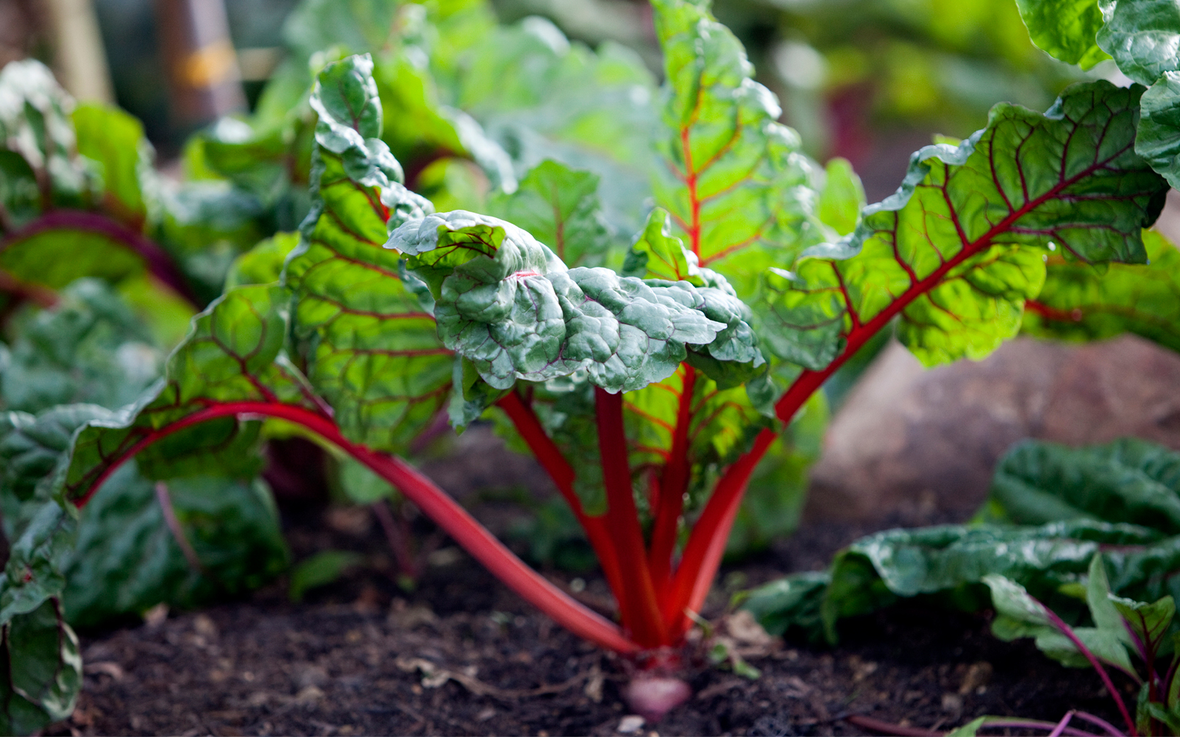 Gardening tips for spring and summer vegetable crops